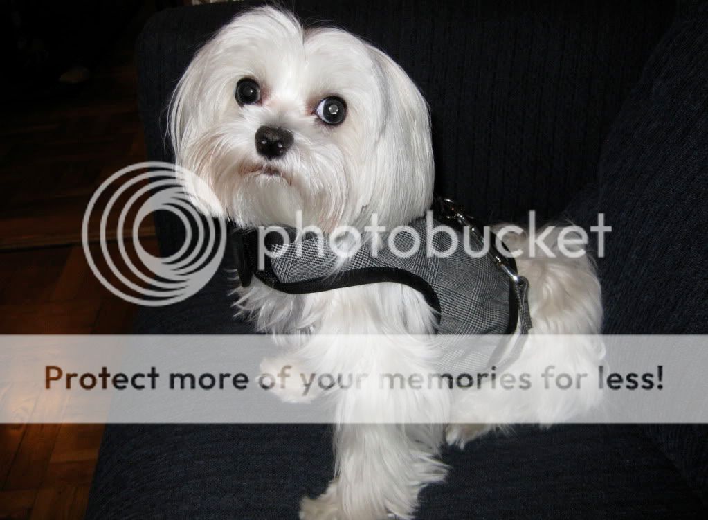 Using harness vests/dresses? Maltese Dogs Forum Spoiled Maltese Forums